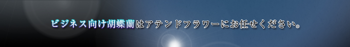 ビジネス向け胡蝶蘭はアテンドフラワーにお任せください。