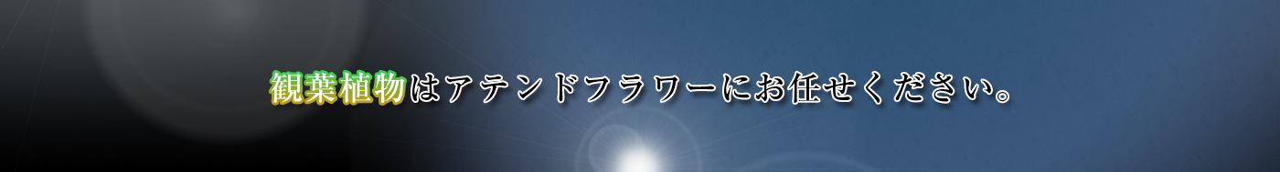 観葉植物はアテンドフラワーにお任せください。