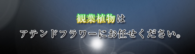 観葉植物はアテンドフラワーにお任せください。